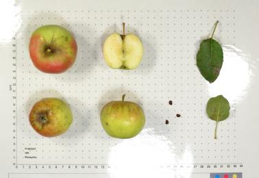 FRUIT